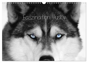 Faszination Husky (Wandkalender 2025 DIN A3 quer), CALVENDO Monatskalender