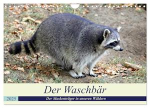 Der Waschbär - Der Maskenträger in unseren Wäldern (Wandkalender 2025 DIN A4 quer), CALVENDO Monatskalender