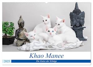 Khao Manee - Die Katze der Könige (Wandkalender 2025 DIN A2 quer), CALVENDO Monatskalender