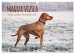 Magyar Vizsla - Ungarischer Vorstehhund (Wandkalender 2025 DIN A3 quer), CALVENDO Monatskalender