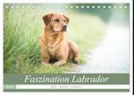 Faszination Labrador - gelb, foxred, schwarz (Tischkalender 2025 DIN A5 quer), CALVENDO Monatskalender