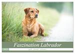 Faszination Labrador - gelb, foxred, schwarz (Wandkalender 2025 DIN A2 quer), CALVENDO Monatskalender