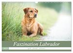 Faszination Labrador - gelb, foxred, schwarz (Wandkalender 2025 DIN A3 quer), CALVENDO Monatskalender