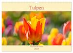 Tulpen - Feuerwerk der Farben (Wandkalender 2025 DIN A3 quer), CALVENDO Monatskalender