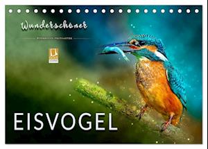 Wunderschöner Eisvogel (Tischkalender 2025 DIN A5 quer), CALVENDO Monatskalender