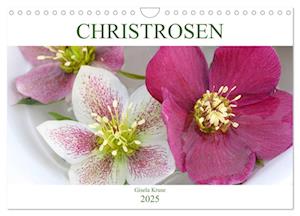 Christrosen (Wandkalender 2025 DIN A4 quer), CALVENDO Monatskalender