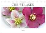 Christrosen (Wandkalender 2025 DIN A4 quer), CALVENDO Monatskalender