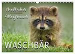 Waschbär - Niedlicher Allesfresser (Wandkalender 2025 DIN A3 quer), CALVENDO Monatskalender