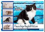 Flauschige Ragdoll Kitten (Tischkalender 2025 DIN A5 quer), CALVENDO Monatskalender