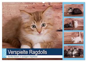 Verspielte Ragdolls -Sanfte Katzen in seidigem Haarkleid (Wandkalender 2025 DIN A2 quer), CALVENDO Monatskalender