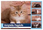 Verspielte Ragdolls -Sanfte Katzen in seidigem Haarkleid (Wandkalender 2025 DIN A2 quer), CALVENDO Monatskalender