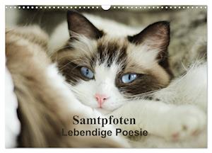 Samtpfoten Lebendige Poesie (Wandkalender 2025 DIN A3 quer), CALVENDO Monatskalender