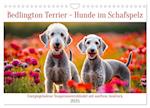 Bedlington Terrier - Hunde im Schafspelz (Wandkalender 2025 DIN A4 quer), CALVENDO Monatskalender