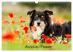 Aussie-Power (Wandkalender 2025 DIN A3 quer), CALVENDO Monatskalender