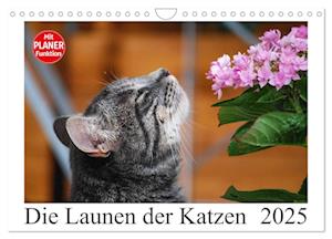 Die Launen der Katzen 2025 (Wandkalender 2025 DIN A4 quer), CALVENDO Monatskalender