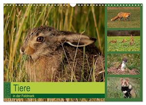 Tiere in der Feldmark (Wandkalender 2025 DIN A3 quer), CALVENDO Monatskalender