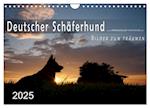 Deutscher Schäferhund / CH-Version (Wandkalender 2025 DIN A4 quer), CALVENDO Monatskalender