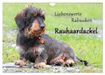 Liebenswerte Rabauken Rauhaardackel / CH-Version (Wandkalender 2025 DIN A4 quer), CALVENDO Monatskalender