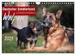 Deutscher Schäferhund - Welpen / CH-Version (Wandkalender 2025 DIN A4 quer), CALVENDO Monatskalender
