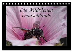 Die Wildbienen Deutschlands (Tischkalender 2025 DIN A5 quer), CALVENDO Monatskalender