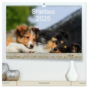 Shelties 2025 (hochwertiger Premium Wandkalender 2025 DIN A2 quer), Kunstdruck in Hochglanz