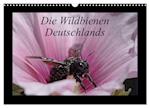 Die Wildbienen Deutschlands (Wandkalender 2025 DIN A3 quer), CALVENDO Monatskalender