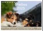 Shelties 2025 (Tischkalender 2025 DIN A5 quer), CALVENDO Monatskalender