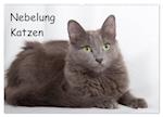 Nebelung Katzen (Wandkalender 2025 DIN A2 quer), CALVENDO Monatskalender