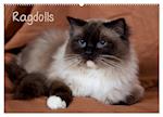 Ragdolls (Wandkalender 2025 DIN A2 quer), CALVENDO Monatskalender