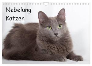 Nebelung Katzen (Wandkalender 2025 DIN A4 quer), CALVENDO Monatskalender