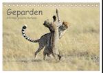 Geparden - Afrikas grazile Katzen (Tischkalender 2025 DIN A5 quer), CALVENDO Monatskalender