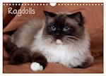 Ragdolls (Wandkalender 2025 DIN A4 quer), CALVENDO Monatskalender