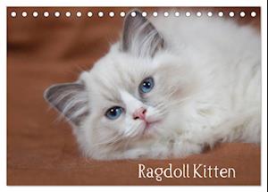 Ragdoll Kitten (Tischkalender 2025 DIN A5 quer), CALVENDO Monatskalender