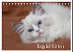 Ragdoll Kitten (Tischkalender 2025 DIN A5 quer), CALVENDO Monatskalender