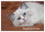 Ragdoll Kitten (Wandkalender 2025 DIN A2 quer), CALVENDO Monatskalender