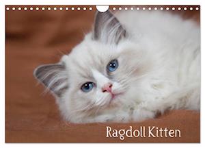 Ragdoll Kitten (Wandkalender 2025 DIN A4 quer), CALVENDO Monatskalender