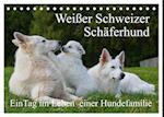 Weißer Schweizer Schäferhund - Ein Tag im Leben einer Hundefamilie (Tischkalender 2025 DIN A5 quer), CALVENDO Monatskalender