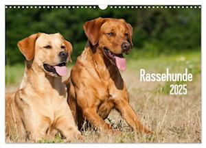 Rassehunde (Wandkalender 2025 DIN A3 quer), CALVENDO Monatskalender