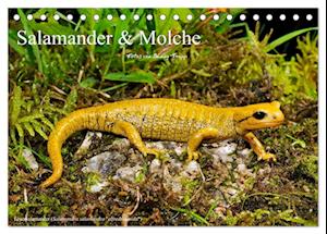 Salamander und Molche (Tischkalender 2025 DIN A5 quer), CALVENDO Monatskalender