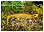 Salamander und Molche (Wandkalender 2025 DIN A4 quer), CALVENDO Monatskalender