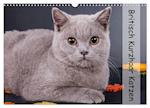 Britisch Kurzhaar Katzen (Wandkalender 2025 DIN A3 quer), CALVENDO Monatskalender