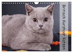 Britisch Kurzhaar Katzen (Wandkalender 2025 DIN A4 quer), CALVENDO Monatskalender