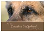 Mit dem Deutschen Schäferhund durch's Jahr (Wandkalender 2025 DIN A3 quer), CALVENDO Monatskalender