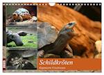 Schildkröten - Gepanzerte Urzeitwesen (Wandkalender 2025 DIN A4 quer), CALVENDO Monatskalender