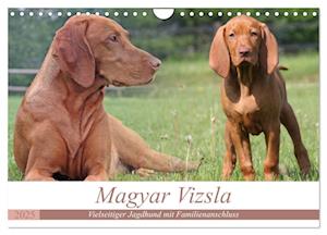 Magyar Vizsla - Vielseitiger Jagdhund mit Familienanschluss (Wandkalender 2025 DIN A4 quer), CALVENDO Monatskalender