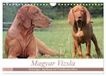 Magyar Vizsla - Vielseitiger Jagdhund mit Familienanschluss (Wandkalender 2025 DIN A4 quer), CALVENDO Monatskalender