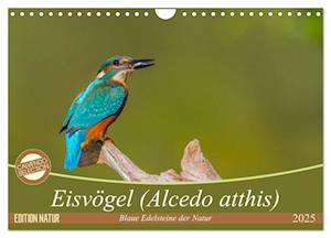 Eisvögel (Alcedo atthis) - Edelsteine der Natur (Wandkalender 2025 DIN A4 quer), CALVENDO Monatskalender