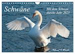 Mit dem Schwan durchs Jahr 2025 (Wandkalender 2025 DIN A4 quer), CALVENDO Monatskalender