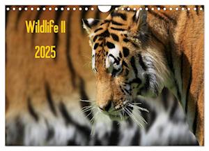 Wildlife II / 2025 (Wandkalender 2025 DIN A4 quer), CALVENDO Monatskalender