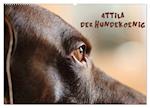 Attila, Der Hundekönig (Wandkalender 2025 DIN A2 quer), CALVENDO Monatskalender
